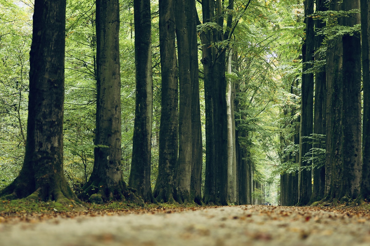 La Forêt de Soignes : Une porte sur la forêt wallonne